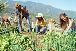 Friends working together in a farm house - Happy young people harvesting fresh vegetables in the garden house - Agriculture, healthy, vegetarian lifestyle concept photo