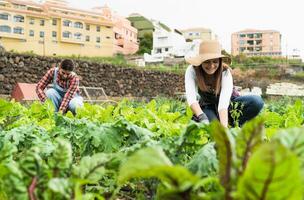 Mature female farmers working in countryside harvesting lettuce - Farm people lifestyle concept photo