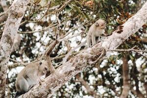 un salvaje En Vivo mono se sienta en un árbol en el isla de mauricio.monos en el selva de el isla de Mauricio foto