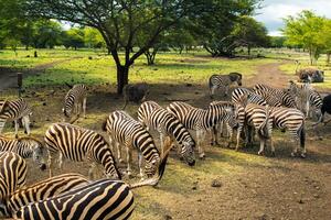 Herd of zebras and ostrich in the wild in park on Mauritius photo