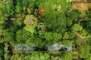 botánico jardín en el paraíso isla de mauricio Mauricio isla en el indio Oceano foto