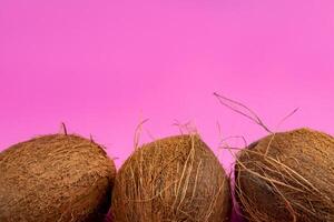 Whole coconuts on a pink background.three shaggy coconuts lie on an isolated background photo