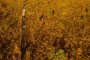 un aéreo ver de un otoño pantano en yelnya, bielorrusia, otoño. ecosistemas ecológico problemas clima cambio foto