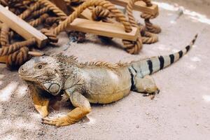 An iguana on a reservation on the island of Mauritius,a Large lizard iguana in a Park on the island of Mauritius photo