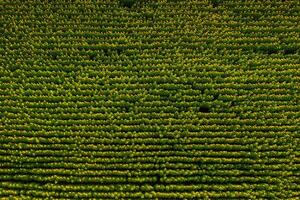 A big beautiful field of sunflowers view from the height of bird flight.Unusual photo of sunflowers in the field.