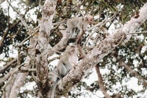 A wild live monkey sits on a tree on the island of Mauritius.Monkeys in the jungle of the island of Mauritius photo