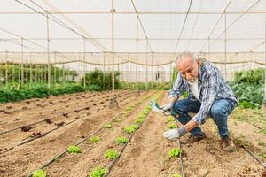 mayor granjero trabajando dentro agrícola invernadero - granja personas estilo de vida concepto foto