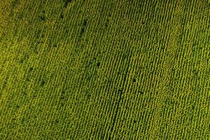 A big beautiful field of sunflowers view from the height of bird flight.Unusual photo of sunflowers in the field.