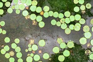 Top view of the lily pond on the island of Mauritius.Botanical Garden on the paradise island of Mauritius. photo