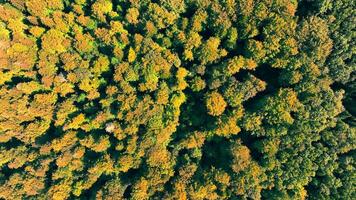 ver desde encima de un otoño bosque. lento cámara rotación de el otoño bosque textura video