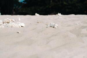 Tropical Paradise, white sandy beach with white small stones, Mauritius. photo