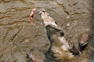 Crocodile catches a piece of meat. La Vanilla Nature Park.Crocodiles photo