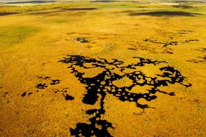 An aerial view of an autumn bog in Yelnya, Belarus, autumn. Ecosystems ecological problems climate change photo