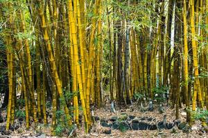 bamboo trees growing in a botanical garden on the island of Mauritius photo