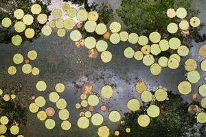 Botanical garden on the Paradise island of Mauritius. Beautiful pond with lilies. An island in the Indian ocean photo