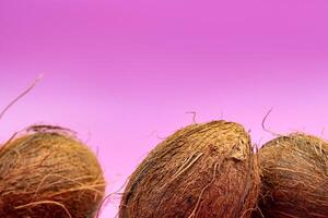 Whole coconuts on a pink background.three shaggy coconuts lie on an isolated background photo