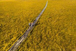 An aerial view of an autumn bog in Yelnya, Belarus, autumn. Tourists walking along the eco-trail photo