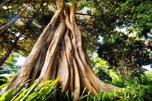 ficus árbol en un parque en puerto Delaware la cruz. del Norte tenerife, canario islas, España foto