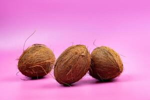 Whole coconuts on a pink background.three shaggy coconuts lie on an isolated background photo