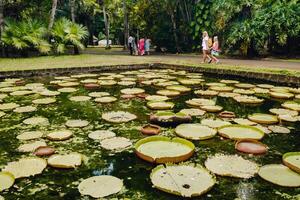 botánico jardín en el paraíso isla de mauricio hermosa estanque con lirios un isla en el indio Oceano foto