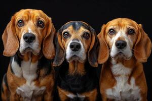 ai generado retrato de beagle perros en un negro antecedentes foto