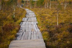 Wooden path on the swamp in Yelnya, Belarus photo