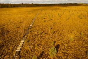 un aéreo ver de un otoño pantano en yelnya, bielorrusia, otoño. ecosistemas ecológico problemas clima cambio foto