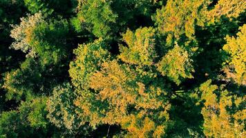 ver desde encima de un otoño bosque. lento cámara rotación de el otoño bosque textura video