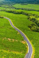 Aerial view from above of a road passing through tea plantations on the island of Mauritius, Mauritius photo