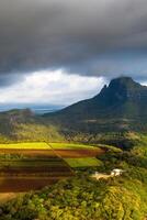 View from the height of the sown fields located on the island of Mauritius photo