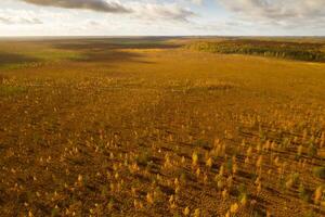 An aerial view of an autumn bog in Yelnya, Belarus, autumn. Ecosystems ecological problems climate change photo