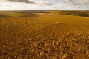 un aéreo ver de un otoño pantano en yelnya, bielorrusia, otoño. ecosistemas ecológico problemas clima cambio foto