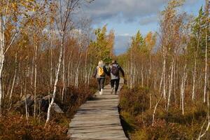Two tourists walk along a wooden path in a swamp in Yelnya, Belarus photo