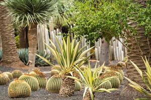 cacti and palm trees on the island of Tenerife.Canary Islands, Spain photo