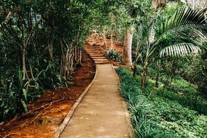 View of the path along the exotic trees of the Chamarel National Park on the island of Mauritius. photo