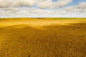 An aerial view of an autumn bog in Yelnya, Belarus, autumn. Ecosystems ecological problems climate change photo