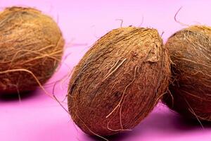 Whole coconuts on a pink background.three shaggy coconuts lie on an isolated background photo