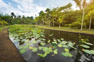 Botanical garden in Pamplemousses, Mauritius.Pond in the Botanical garden of Mauritius photo