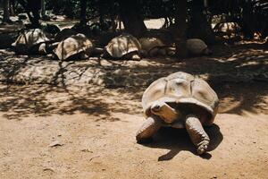 gigante tortugas dipsochelys gigantea en un tropical parque en el isla de Mauricio en el indio Oceano foto