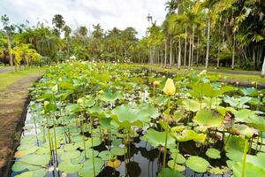 Botanical garden in Pamplemousses, Mauritius.Pond in the Botanical garden of Mauritius photo