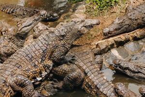 Crocodile Park on the island of Mauritius. La Vanilla Nature Park.Crocodiles photo