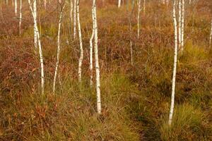 View of an autumn swamp with trees in Yelnya, Belarus. Ecosystems environmental problems climate change photo