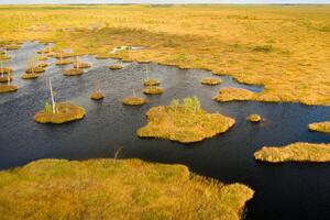 un aéreo ver de un otoño pantano en yelnya, bielorrusia, otoño. ecosistemas ecológico problemas clima cambio foto