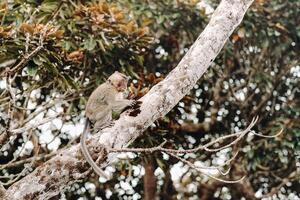 A wild live monkey sits on a tree on the island of Mauritius.Monkeys in the jungle of the island of Mauritius photo