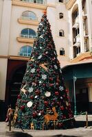 nuevo año árbol en zona tropical. Puerto luis, Mauricio foto