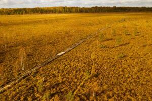 un aéreo ver de un otoño pantano en yelnya, bielorrusia, otoño. ecosistemas ecológico problemas clima cambio foto