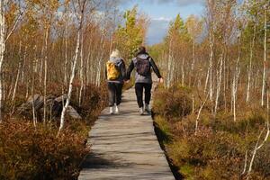 Two tourists walk along a wooden path in a swamp in Yelnya, Belarus photo