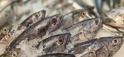 Fresh catch raw fish market showing fresh fish eyes photo