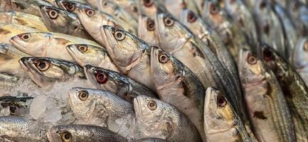 Fresh catch raw fish market showing fresh fish eyes photo
