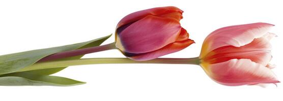 AI generated Macro view of tulip flowers isolated on white background photo